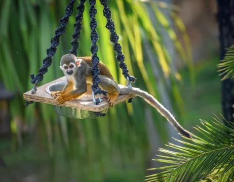 Squirrel monkey on a feeder Foto stock