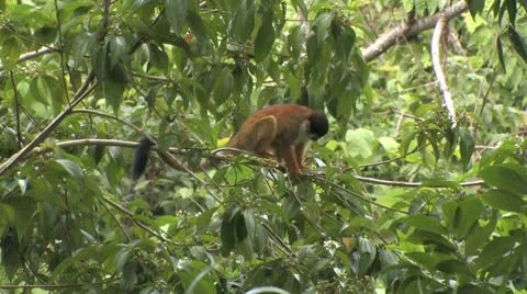 Squirrel monkey feeding Stock Footage 8945399