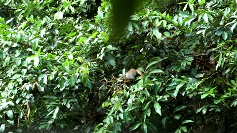 Squirrel Monkey feeding on whitey fruit in the amazon Stock Footage 234957144