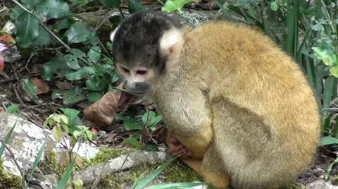 Squirrel monkey feeling cold Stock Footage 12103204