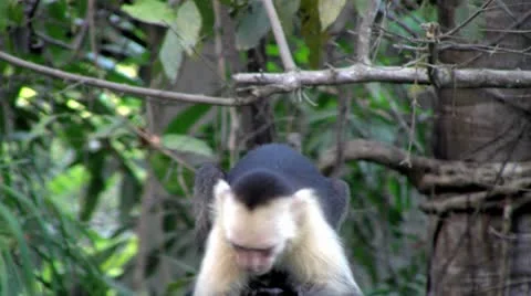 Squirrel monkey Video stock 8840751