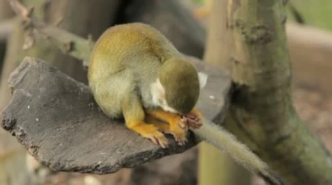 Squirrel monkey Stock Footage 22664817