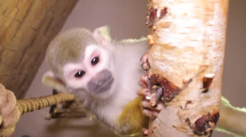Squirrel monkey Stock Footage 23227608