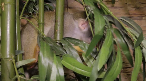 Squirrel monkey Stock Footage 23227611