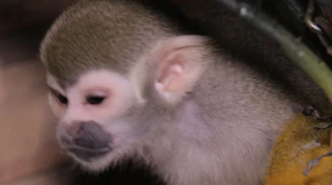 Squirrel monkey Stock Footage 23227613