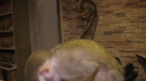 Squirrel monkey Stock Footage 23227615