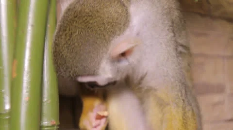 Squirrel monkey Stock Footage 23227622
