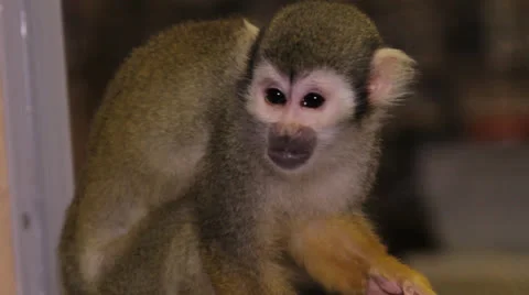 Squirrel monkey Stock Footage 23227629