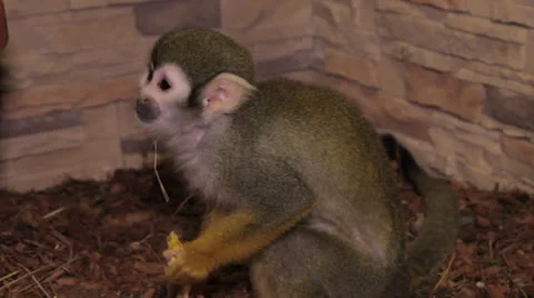 Squirrel monkey Stock Footage 23227631
