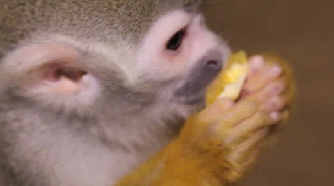 Squirrel monkey 스톡 동영상 23227635