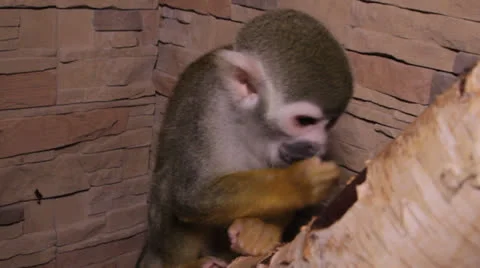 Squirrel monkey Stock Footage 23227644