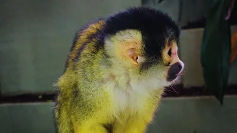 A Squirrel monkey  Stock Footage 245030071