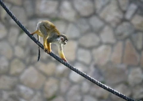 Squirrel monkey going down a rope Stock Photos