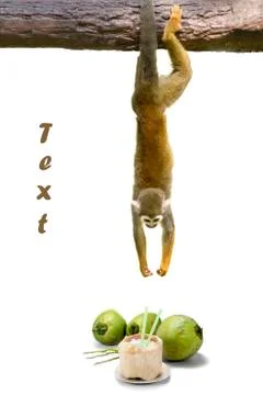 Squirrel monkey hanging above coconut. Stock Illustration