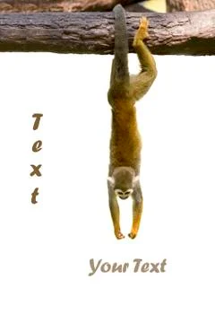 Squirrel monkey hanging on white background Stock Illustration