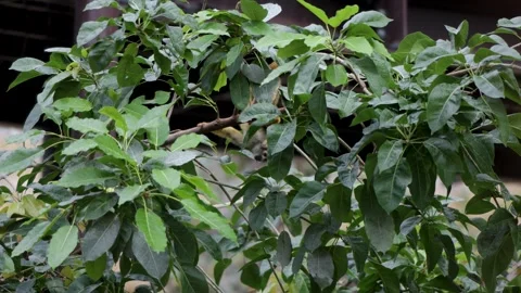 Squirrel Monkey Hidden in Lush Green Foliage, Zoo Enclosure Belgium Stock Footage 338372006