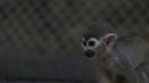 A Squirrel Monkey Inside a Cage in a Zoo Stock Footage 55445871