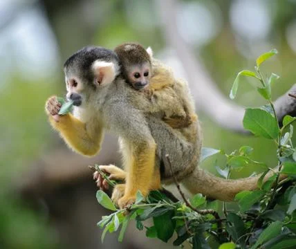 Squirrel monkey with its baby Stock Photos