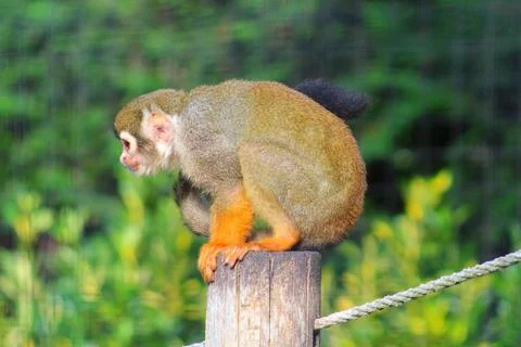 Squirrel monkey in its enclosure at the zoo Stock Photos