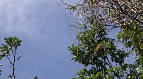 Squirrel Monkey Jumping Jump Leap Several Falling Leaping Stock Footage 43191546