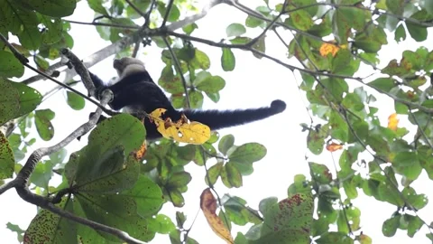 A squirrel monkey jumping from tree to tree Stock Footage 136403041