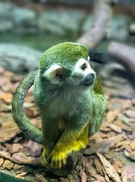 SQUIRREL MONKEY IN JUNGLE ZOO, vertical photo Stock Photos