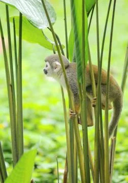 Squirrel Monkey from the jungles of Ecuador Foto stock