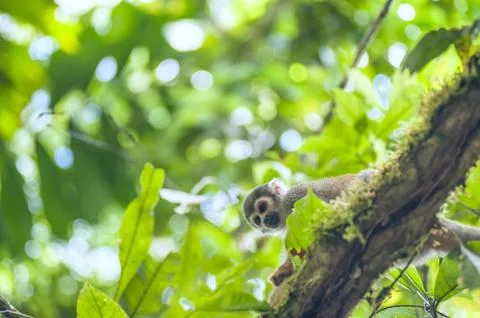 Squirrel Monkey from the jungles of Ecuador Stock Photos