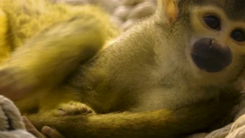 Squirrel monkey laying down Stock Footage 139116108