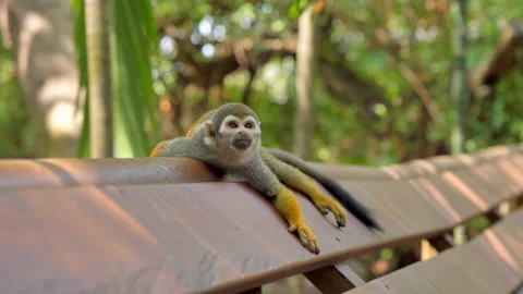 Squirrel monkey laying on handrail during hot day in shadow. Stock Footage 217434626