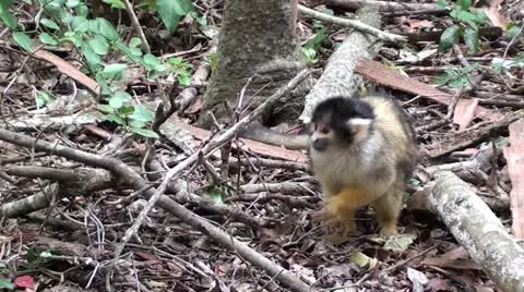 Squirrel monkey looking around. Stock Footage 12102858