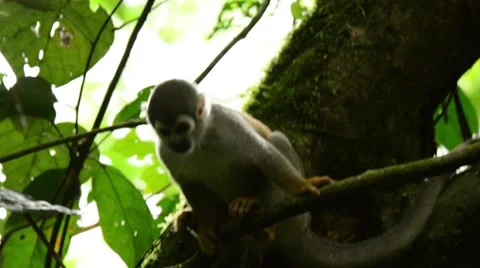 Squirrel Monkey looking around Stock Footage 64827623
