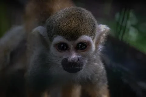 Squirrel Monkey Looking in the camera close up. Wildlife scene from nature. B Stock Photos