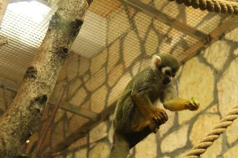 Squirrel Monkey looking down sitting on a branch. Funny Monkeys Stock Photos
