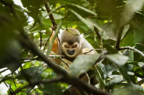 Squirrel Monkey Looking Down from the Trees in the Ecuadorian Amazon Rainforest Stock Photos