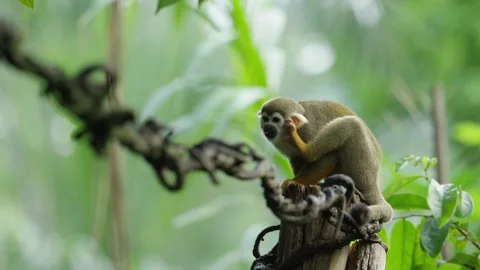 Squirrel monkey looks around, climbing in a tree, warm and sunny day, RED Stock Footage 250533173