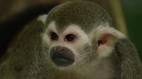 Squirrel monkey looks around, face close up, warm and sunny day, RED 4K Stock Footage 250532606