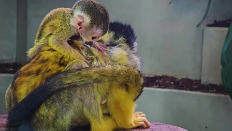 Squirrel monkey mother with baby Stock Footage 245049555