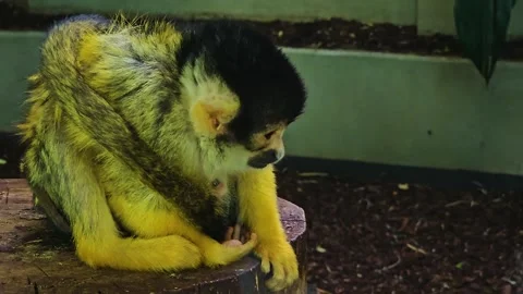 Squirrel monkey mother with baby Stock Footage 245049837