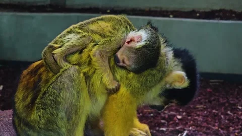 Squirrel monkey mother with baby Stock Footage 245050045
