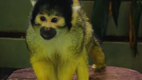 Squirrel monkey mother with baby Stock Footage 245050098