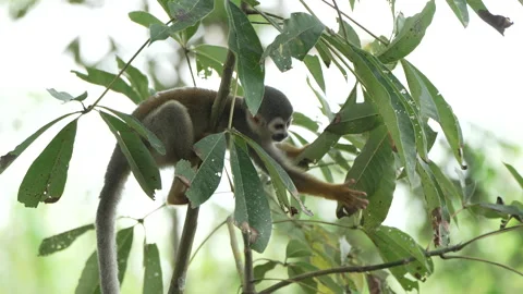 Squirrel Monkey Navigating Leafy Branches in Amazonian Forest Stock Footage 334328672