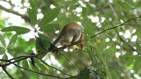 Squirrel Monkey Navigating Through Lush Amazonian Foliage Stock Footage 334138168