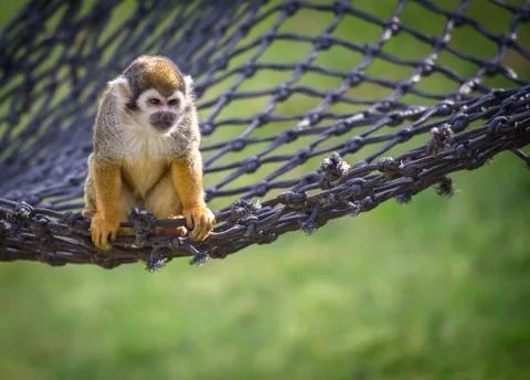 Squirrel monkey on a net Stock Photos