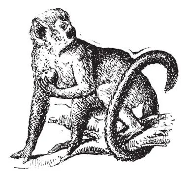 Squirrel monkey or Saimiri, vintage engraving. 스톡 일러스트