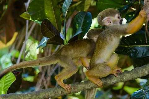 Squirrel monkey in the park Foto stock