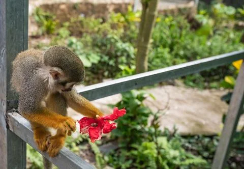 Squirrel monkey in the park Stock Photos