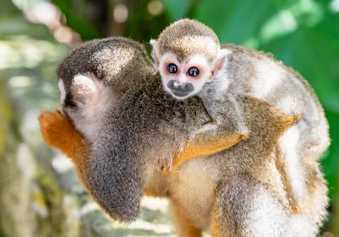 Squirrel monkey in the park Stock Photos