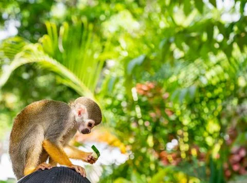 Squirrel monkey in the park Photos