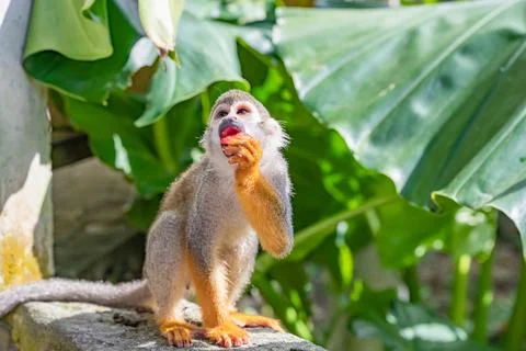 Squirrel monkey in the park Fotos Stock